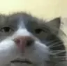 obraia's Avatar